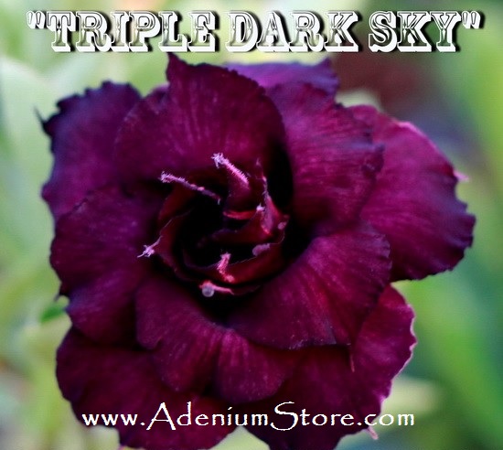 Adenium Obesum Triple Dark Sky 5 Seeds